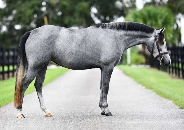 cross-shetland-pony