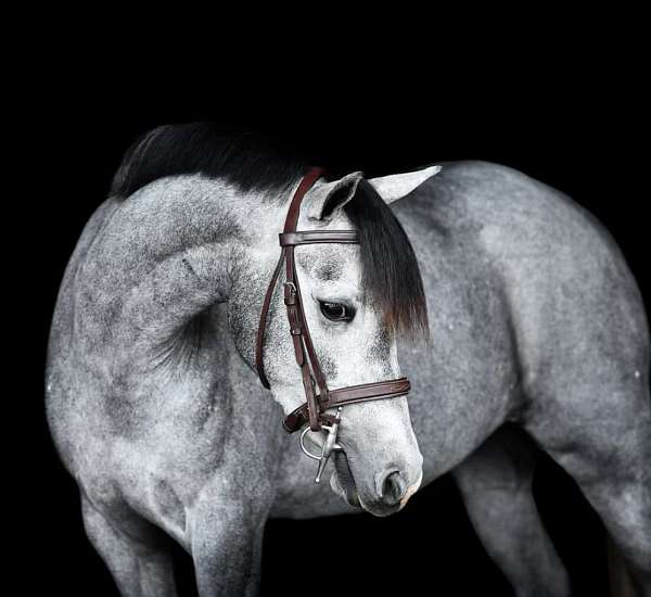 flashy-shetland-pony