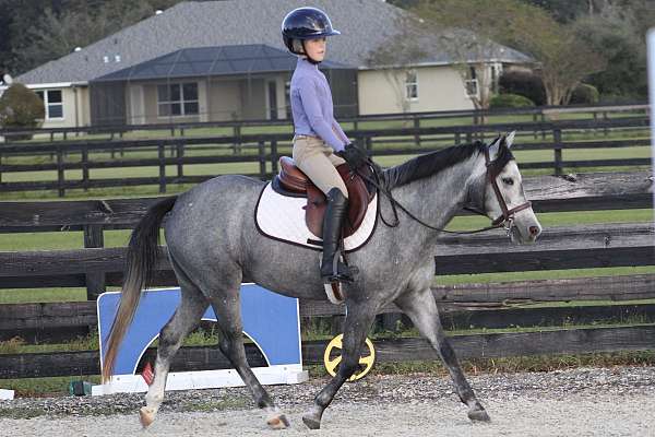 hunter-jumper-shetland-pony