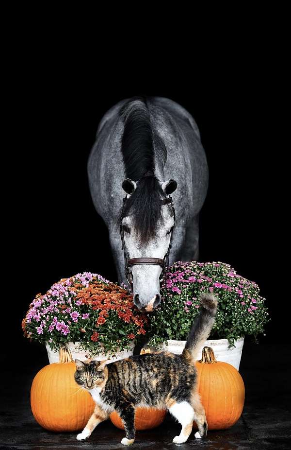 parade-shetland-pony