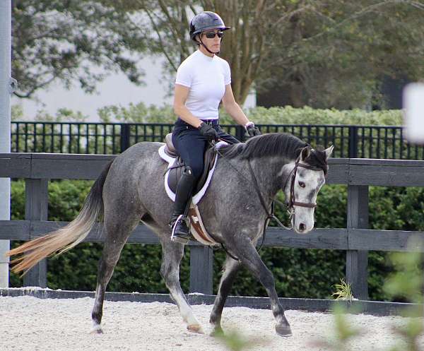 performance-shetland-pony