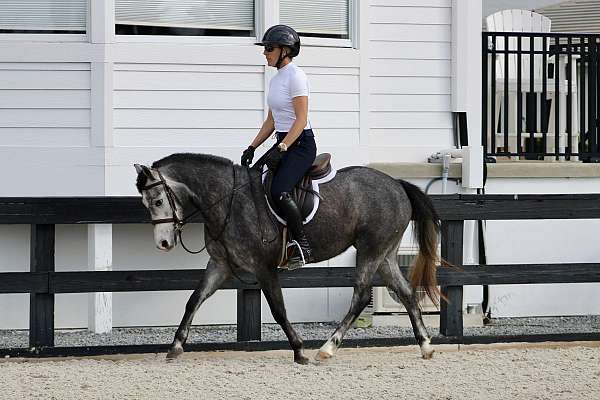 ranch-work-shetland-pony