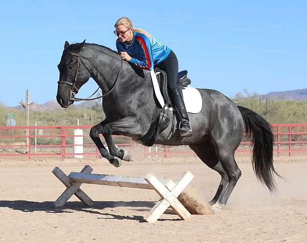 calf-roping-quarter-horse