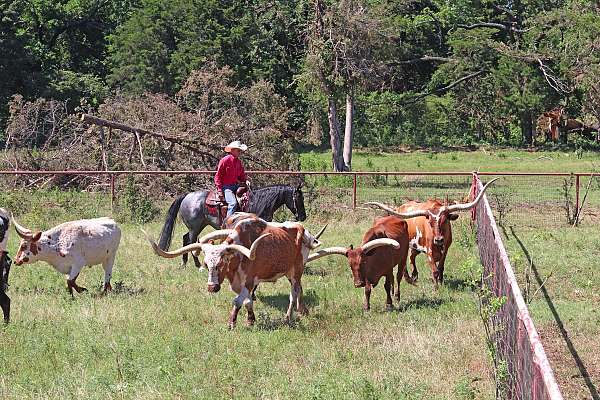 athletic-quarter-horse