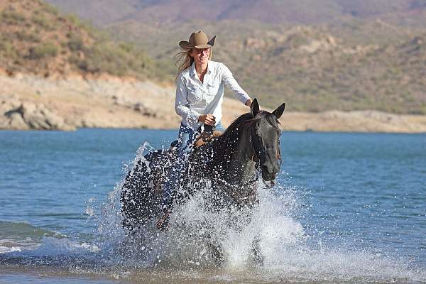 husband-safe-quarter-horse