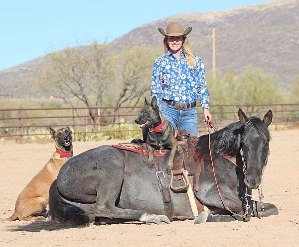 ranch-work-quarter-horse