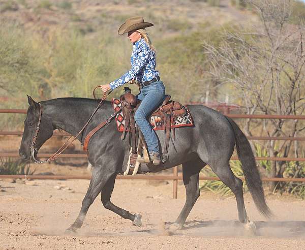 reining-quarter-horse