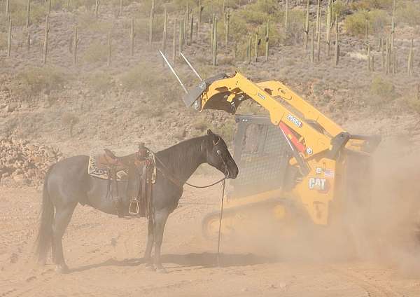 roping-quarter-horse