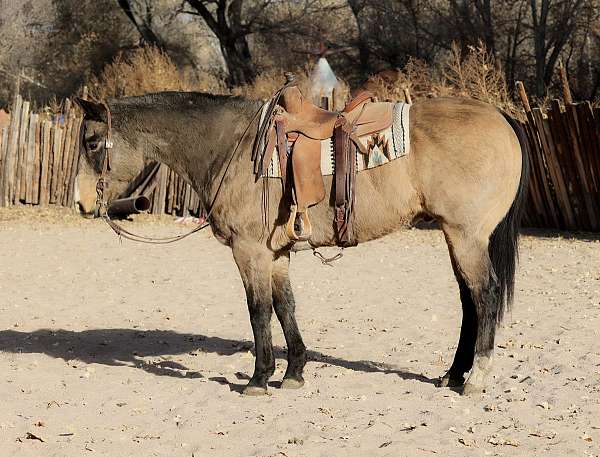 athletic-quarter-horse