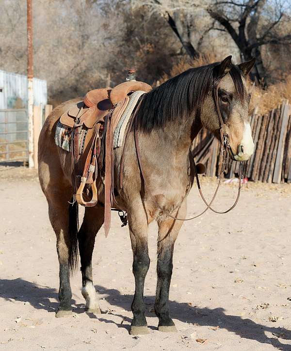 barrel-racing-quarter-horse