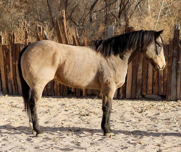 husband-safe-quarter-horse