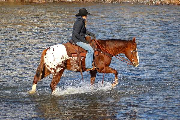 athletic-appaloosa-horse