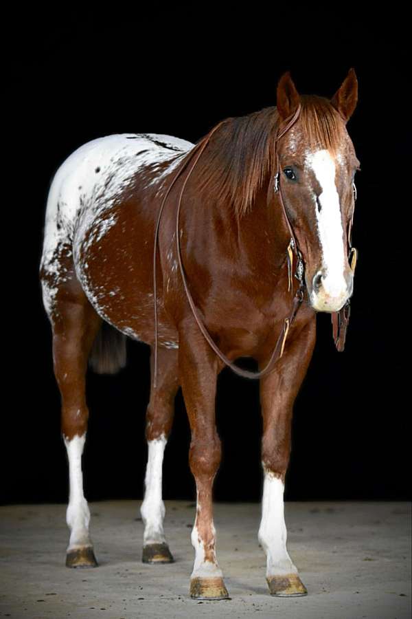 flashy-appaloosa-horse