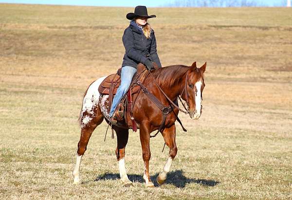 husband-safe-appaloosa-horse