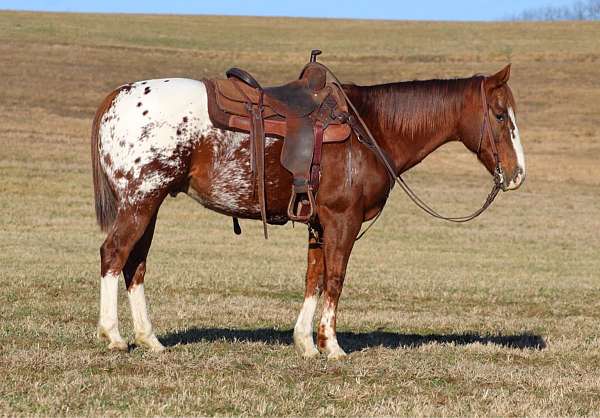 parade-appaloosa-horse