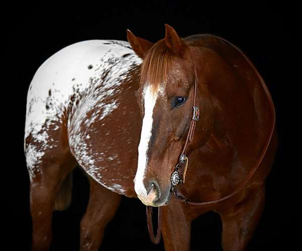 performance-appaloosa-horse