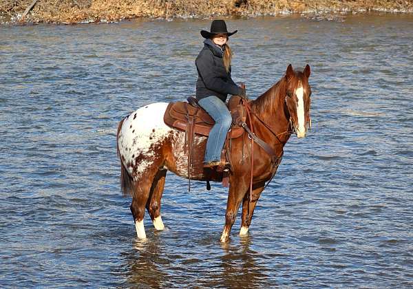 ranch-versatility-appaloosa-horse