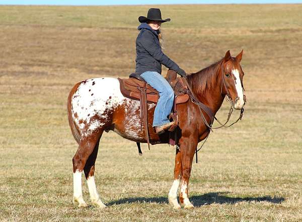 ranch-work-appaloosa-horse