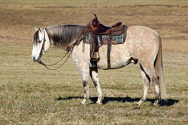 ranch-work-quarter-horse