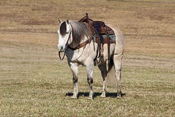 working-cattle-quarter-horse