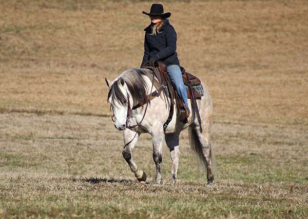 grey-quarter-horse-gelding