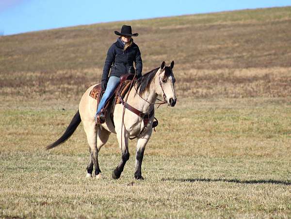 athletic-quarter-horse