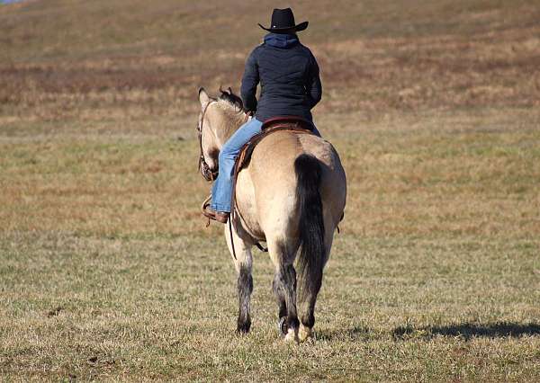 flashy-quarter-horse