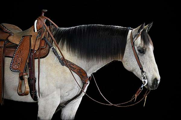 performance-quarter-horse