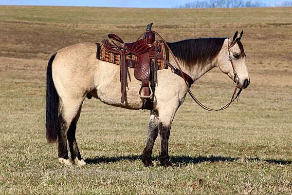 ranch-versatility-quarter-horse