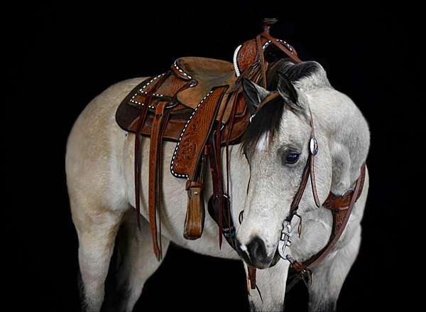 ranch-work-quarter-horse