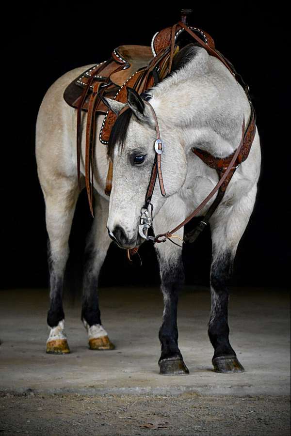 western-riding-quarter-horse