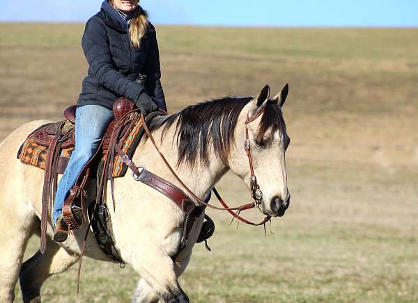 working-cattle-quarter-horse