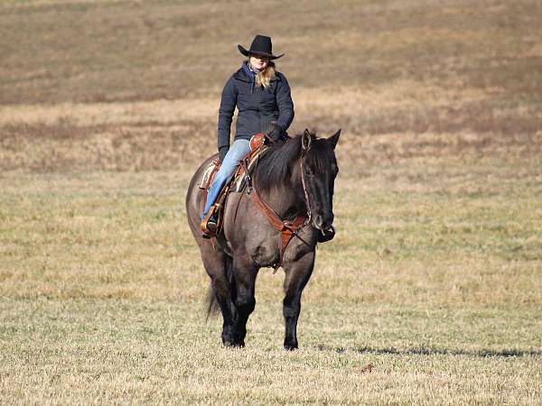 athletic-quarter-horse