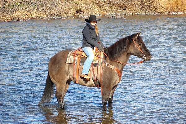 kid-safe-quarter-horse