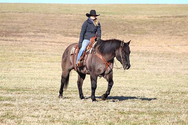 show-quarter-horse