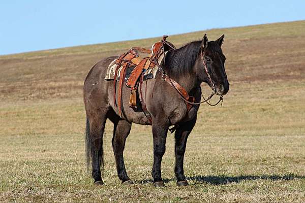 trail-riding-quarter-horse