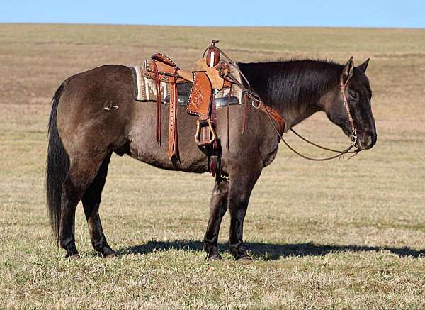 western-riding-quarter-horse