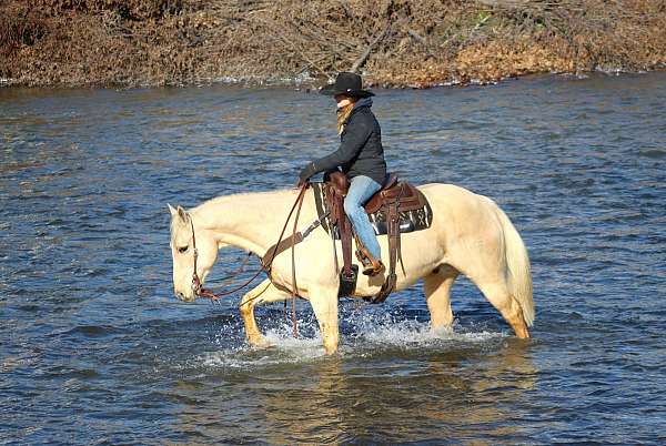 husband-safe-quarter-horse