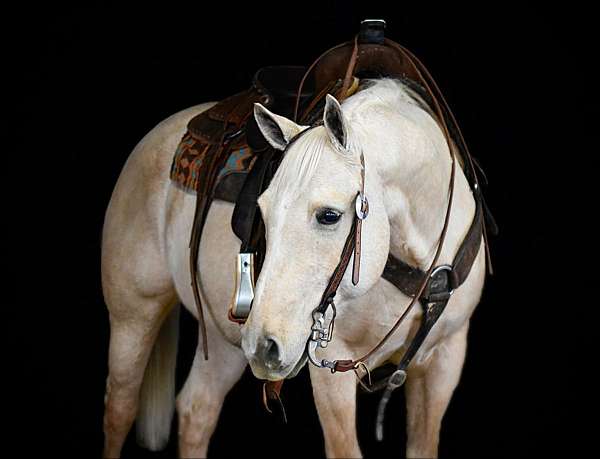 ranch-work-quarter-horse