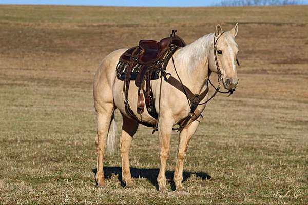 show-quarter-horse