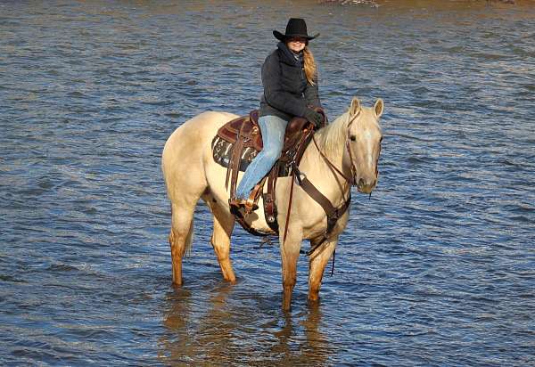 working-cattle-quarter-horse