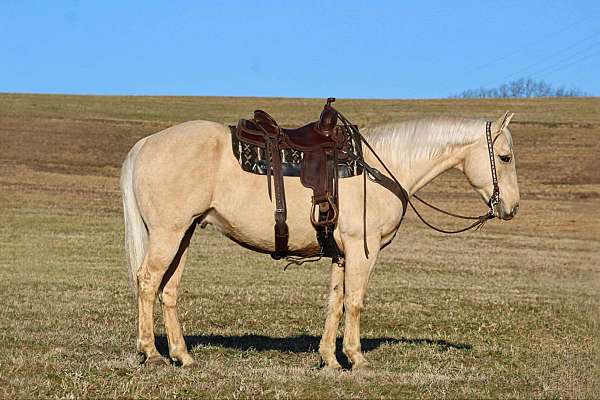 palomino-quarter-horse-gelding