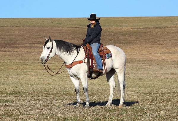 husband-safe-quarter-horse