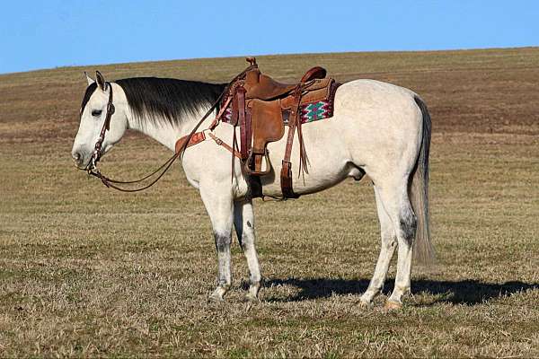 ranch-work-quarter-horse