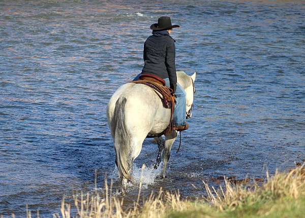 ridden-english-quarter-horse