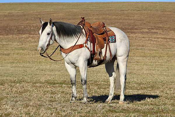 ridden-western-quarter-horse