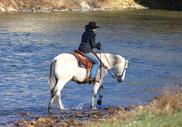 show-quarter-horse