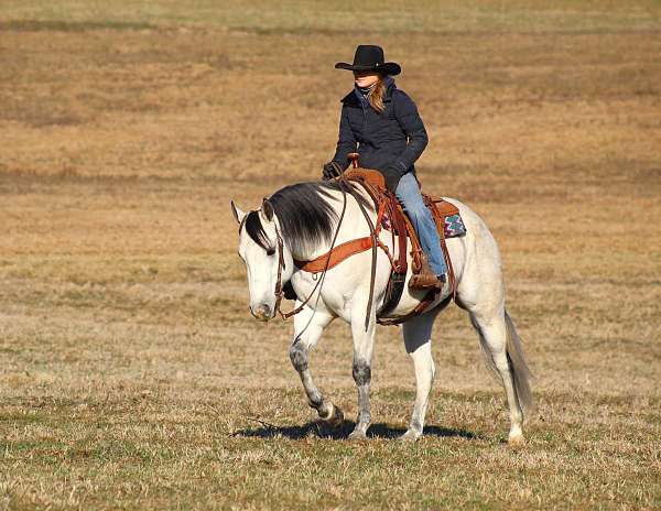 grey-quarter-horse-gelding