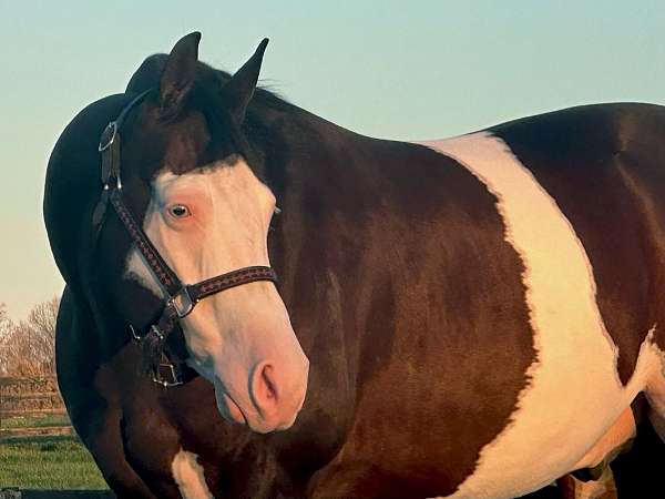 athletic-quarter-horse