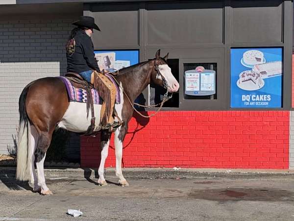 reining-quarter-horse